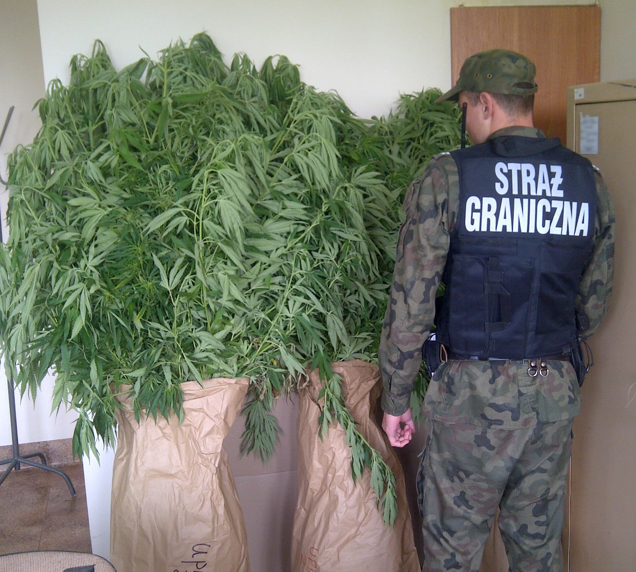 Zlikwidowali trzy plantacje konopi indyjskich