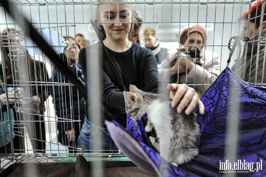 Elblska Rewia Kotw ze schroniska OTOZ ANIMALS, fot. 7