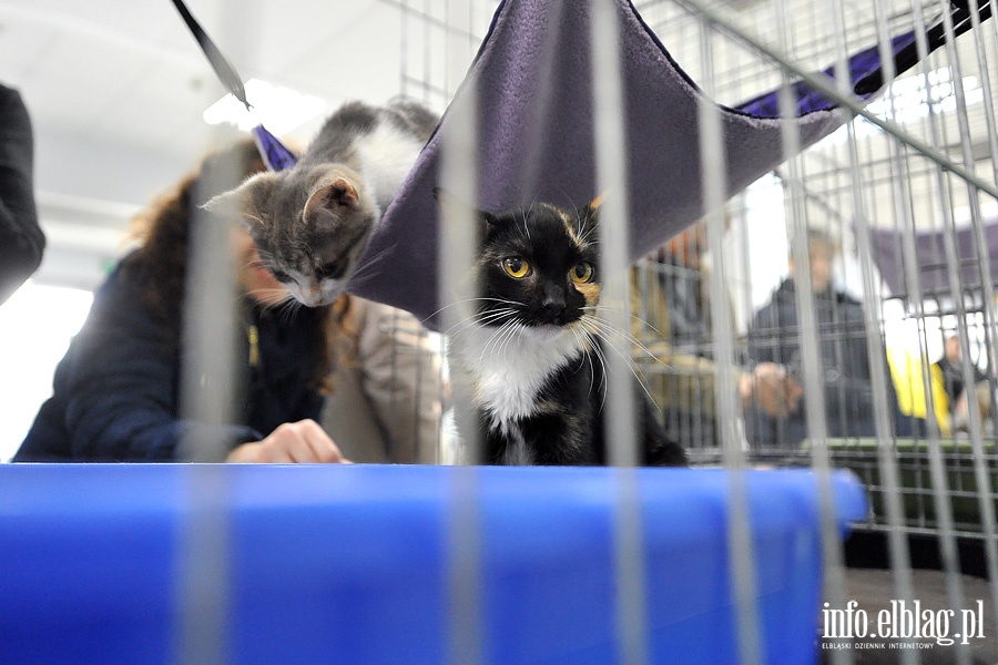 Elblska Rewia Kotw ze schroniska OTOZ ANIMALS, fot. 8
