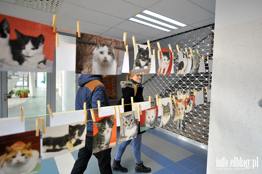 Elblska Rewia Kotw ze schroniska OTOZ ANIMALS, fot. 12