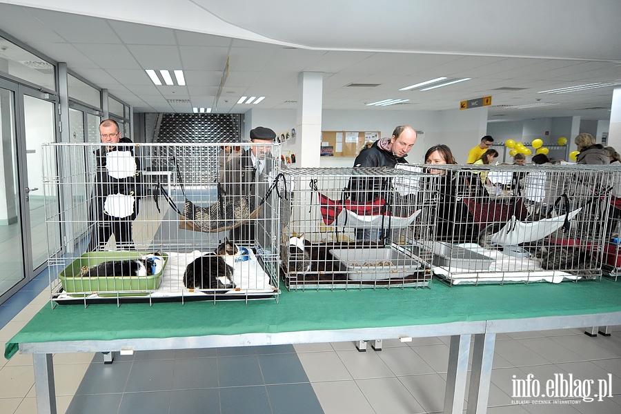 Elblska Rewia Kotw ze schroniska OTOZ ANIMALS, fot. 16