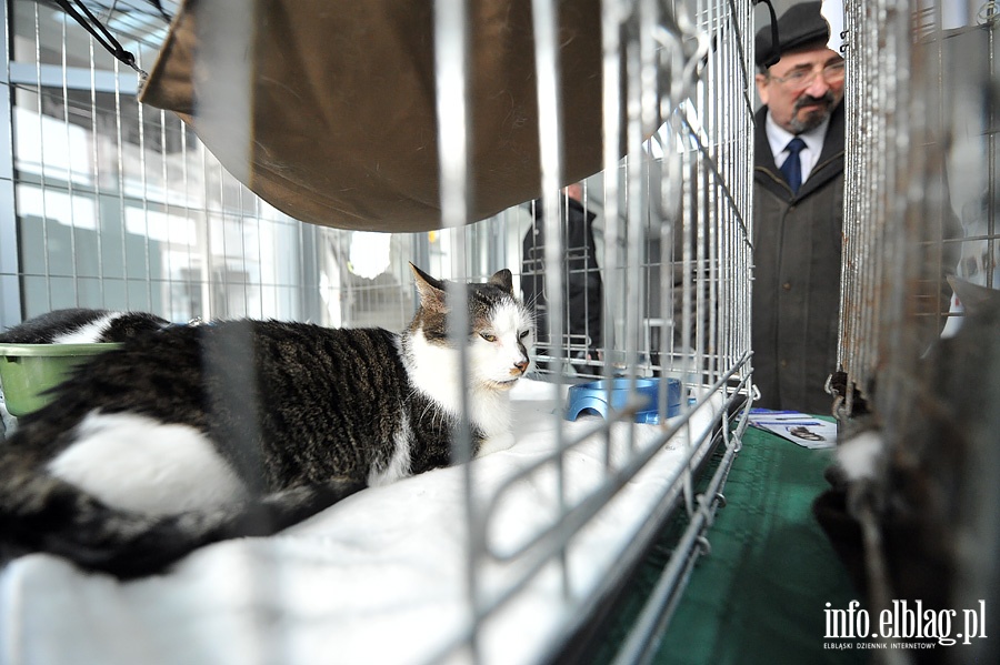 Elblska Rewia Kotw ze schroniska OTOZ ANIMALS, fot. 17