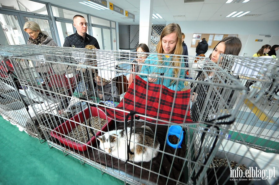 Elblska Rewia Kotw ze schroniska OTOZ ANIMALS, fot. 20