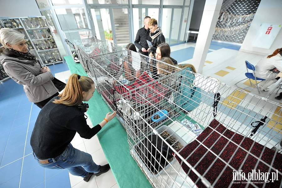 Elblska Rewia Kotw ze schroniska OTOZ ANIMALS, fot. 21