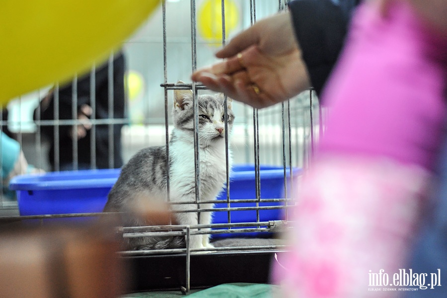 Elblska Rewia Kotw ze schroniska OTOZ ANIMALS, fot. 30