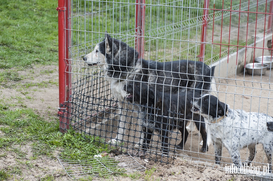 Bieg na sześć łap z OTOZ Animals, fot. 5