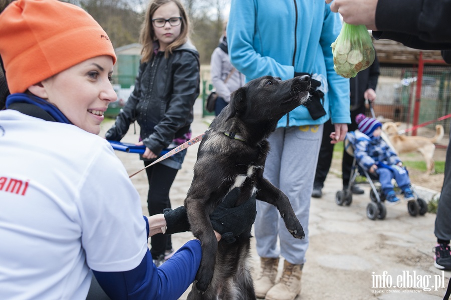 Bieg na sześć łap z OTOZ Animals, fot. 11