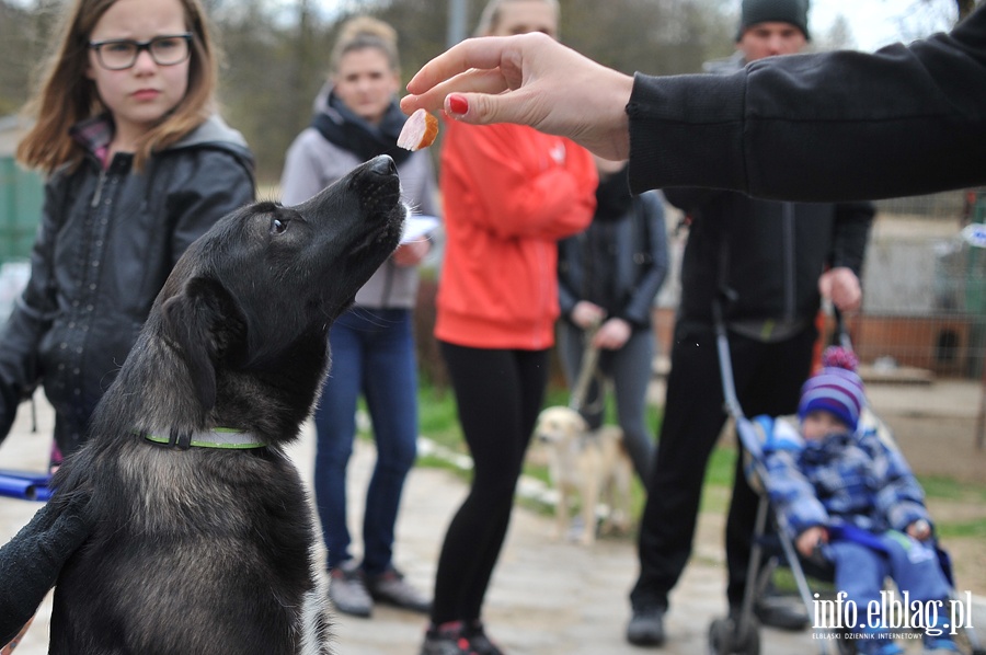 Bieg na sześć łap z OTOZ Animals, fot. 12