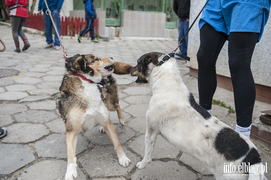 Bieg na sze ap z OTOZ Animals, fot. 22