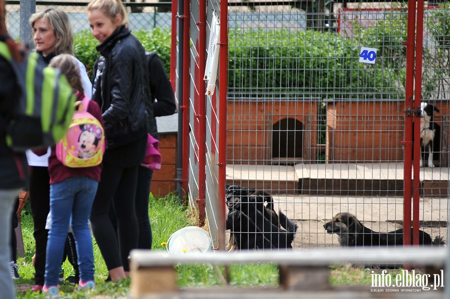 Majowy bieg na sześć łap z OTOZ Animals, fot. 2