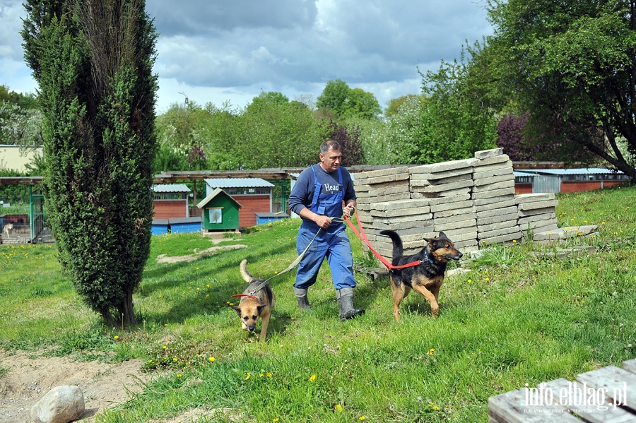 Majowy bieg na sześć łap z OTOZ Animals, fot. 5