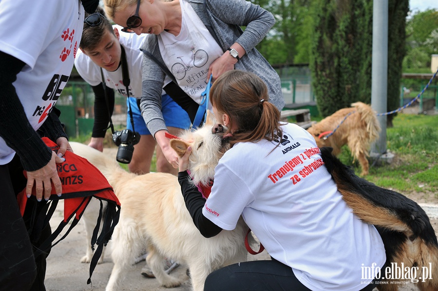Majowy bieg na sześć łap z OTOZ Animals, fot. 7