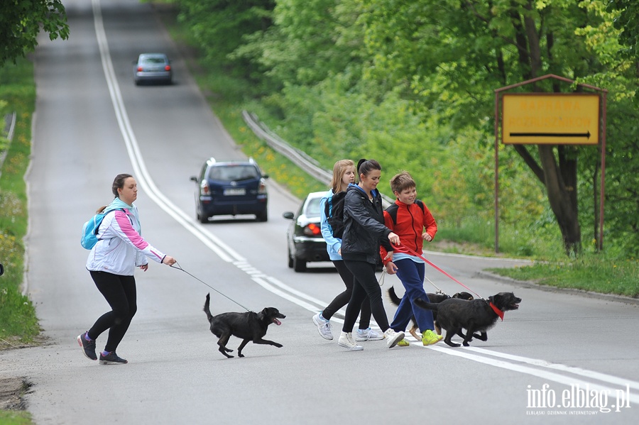 Majowy bieg na sześć łap z OTOZ Animals, fot. 27