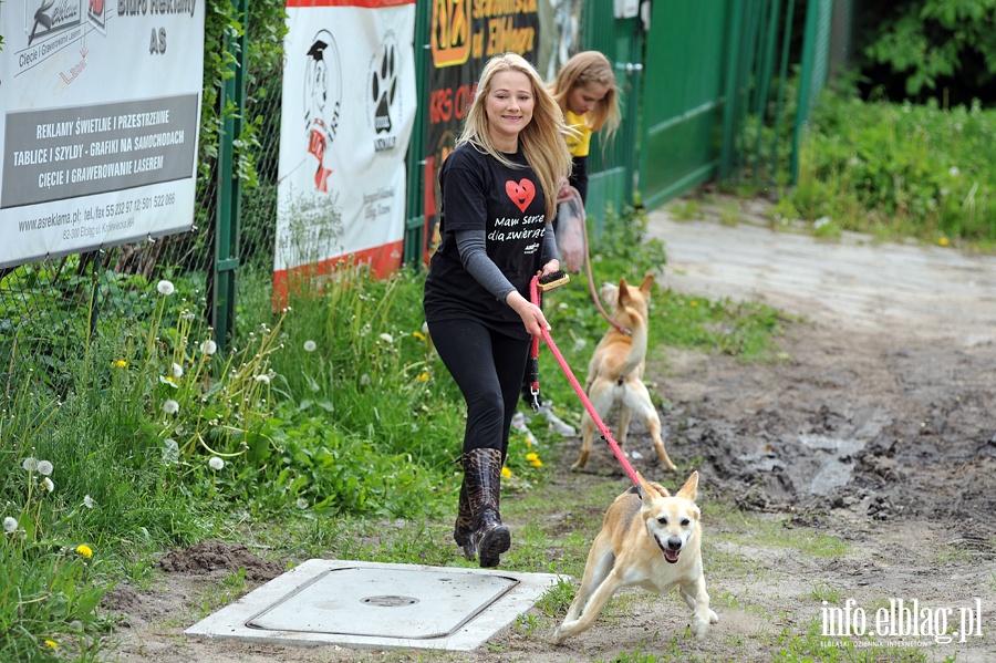 Majowy bieg na sześć łap z OTOZ Animals, fot. 29
