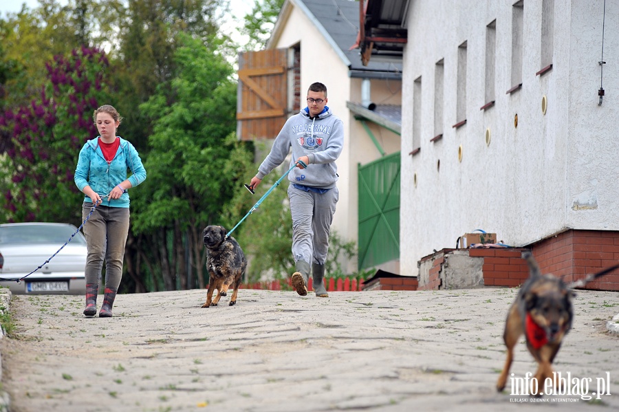 Majowy bieg na sze ap z OTOZ Animals, fot. 31