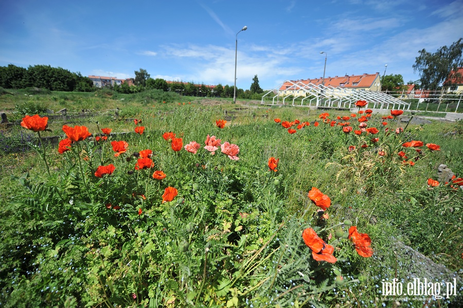 Likwidacja gospodarstwa ogrodniczego przy Sadowej, fot. 20