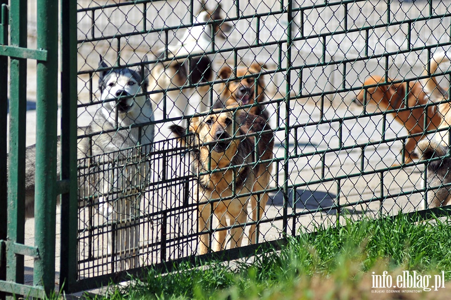Bieg na sześć łap z OTOZ Animals., fot. 6