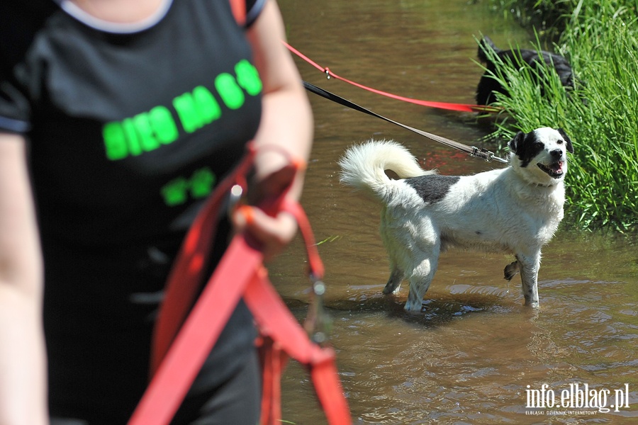 Bieg na sześć łap z OTOZ Animals., fot. 29