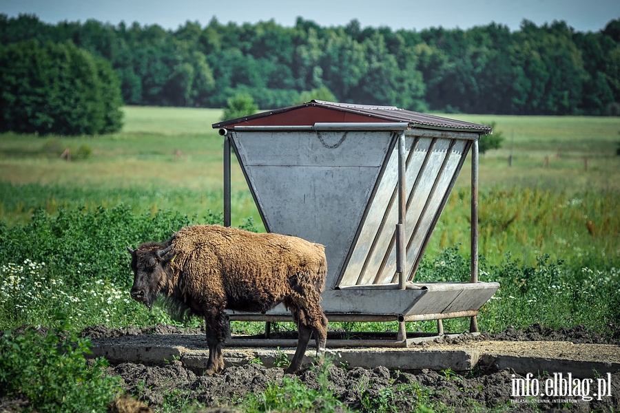 Hodowla bizonw w Kwitajnach Wielkich koo Elblga, fot. 2