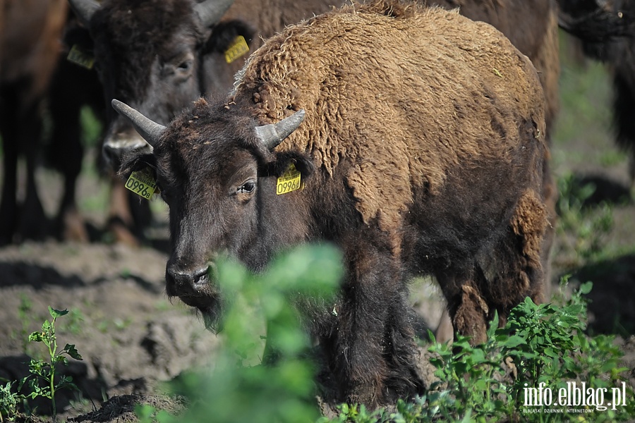 Hodowla bizonw w Kwitajnach Wielkich koo Elblga, fot. 3