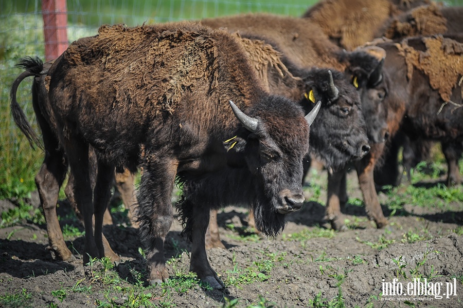 Hodowla bizonw w Kwitajnach Wielkich koo Elblga, fot. 4