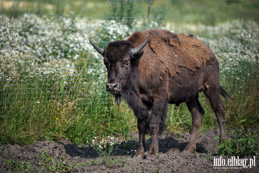 Hodowla bizonw w Kwitajnach Wielkich koo Elblga, fot. 5
