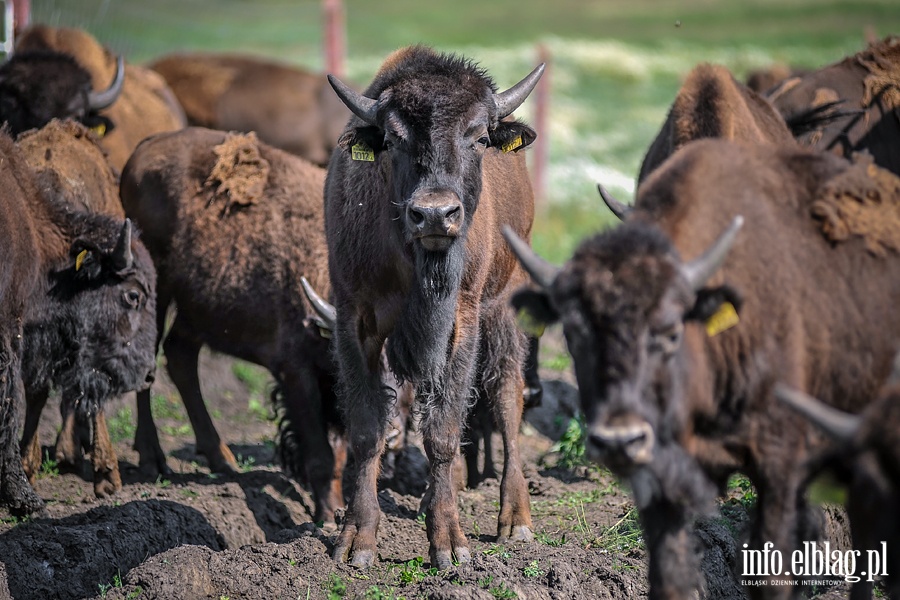 Hodowla bizonw w Kwitajnach Wielkich koo Elblga, fot. 6