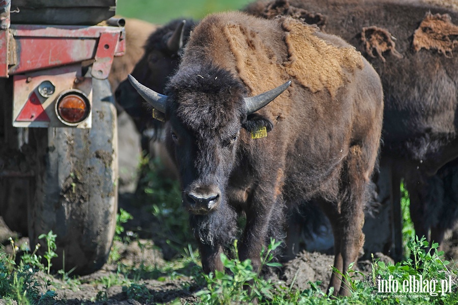 Hodowla bizonw w Kwitajnach Wielkich koo Elblga, fot. 7