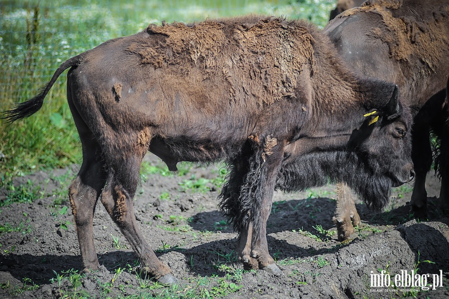 Hodowla bizonw w Kwitajnach Wielkich koo Elblga, fot. 8