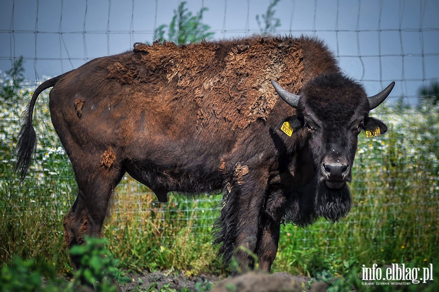 Hodowla bizonw w Kwitajnach Wielkich koo Elblga, fot. 11