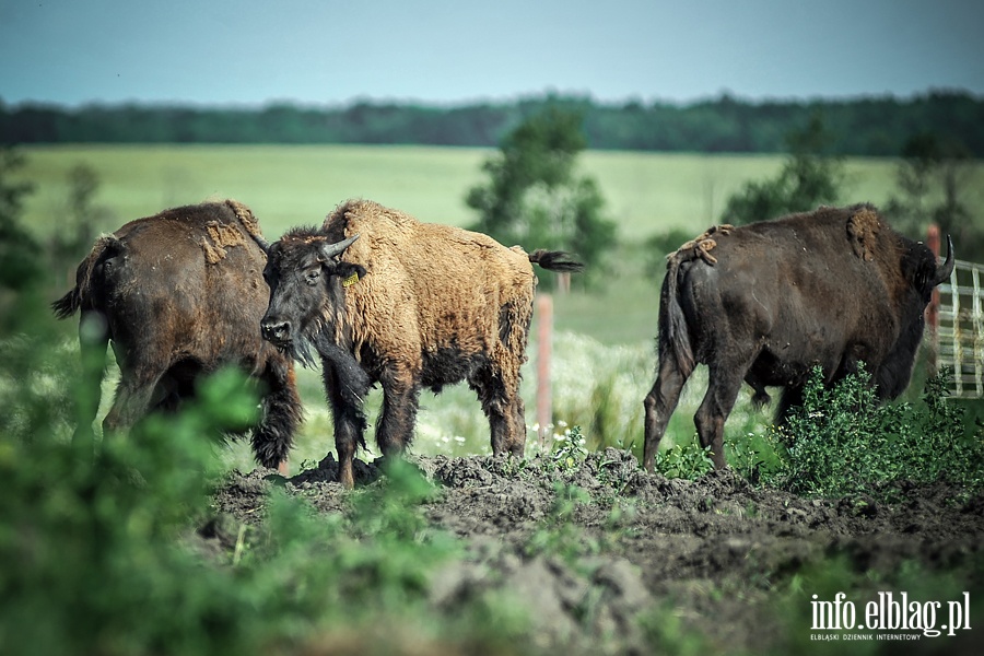 Hodowla bizonw w Kwitajnach Wielkich koo Elblga, fot. 12