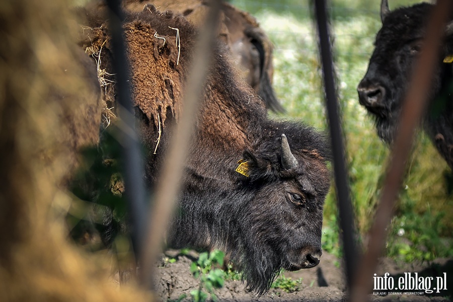 Hodowla bizonw w Kwitajnach Wielkich koo Elblga, fot. 13