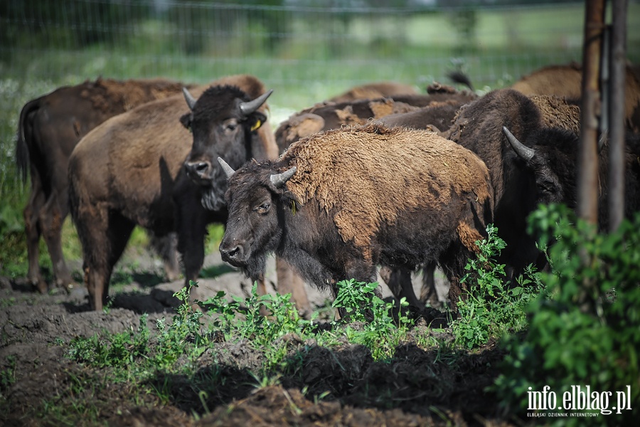 Hodowla bizonw w Kwitajnach Wielkich koo Elblga, fot. 14