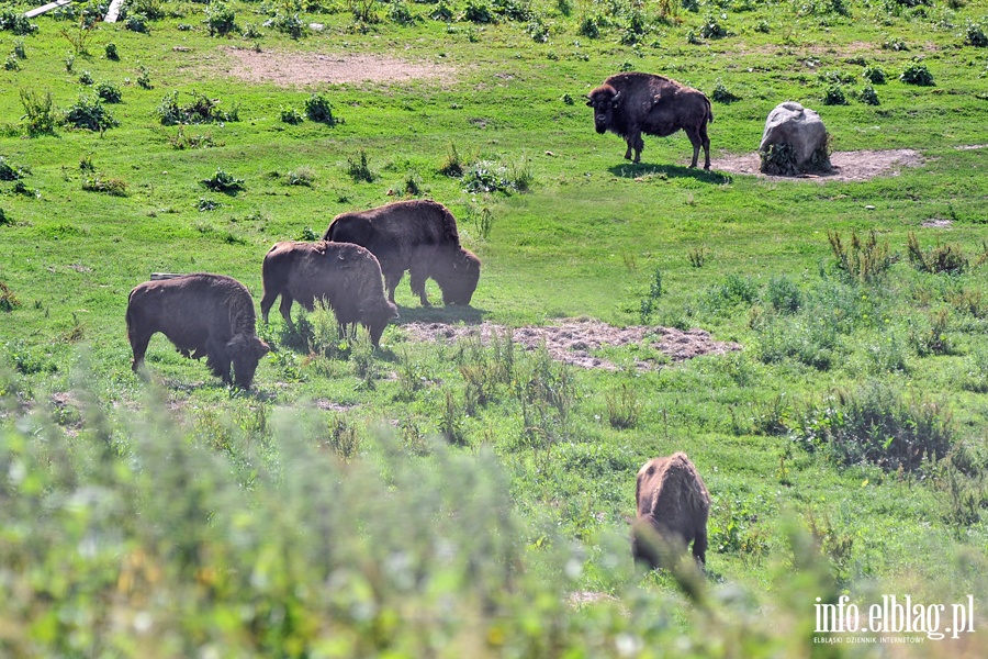 Hodowla bizonw w Kwitajnach Wielkich koo Elblga, fot. 18