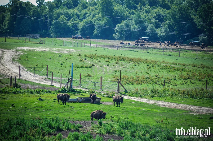 Hodowla bizonw w Kwitajnach Wielkich koo Elblga, fot. 20
