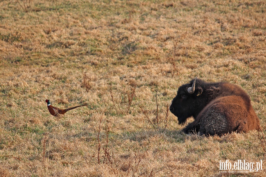 Hodowla bizonw w Kwitajnach Wielkich koo Elblga, fot. 21