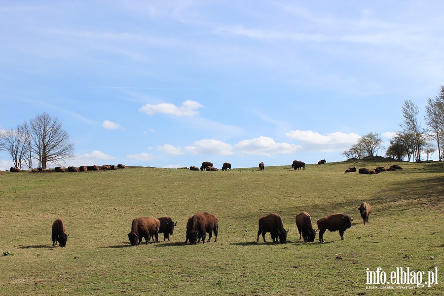 Hodowla bizonw w Kwitajnach Wielkich koo Elblga, fot. 22