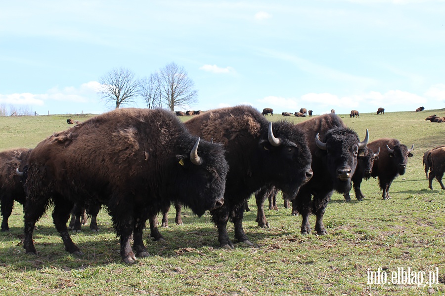 Hodowla bizonw w Kwitajnach Wielkich koo Elblga, fot. 23