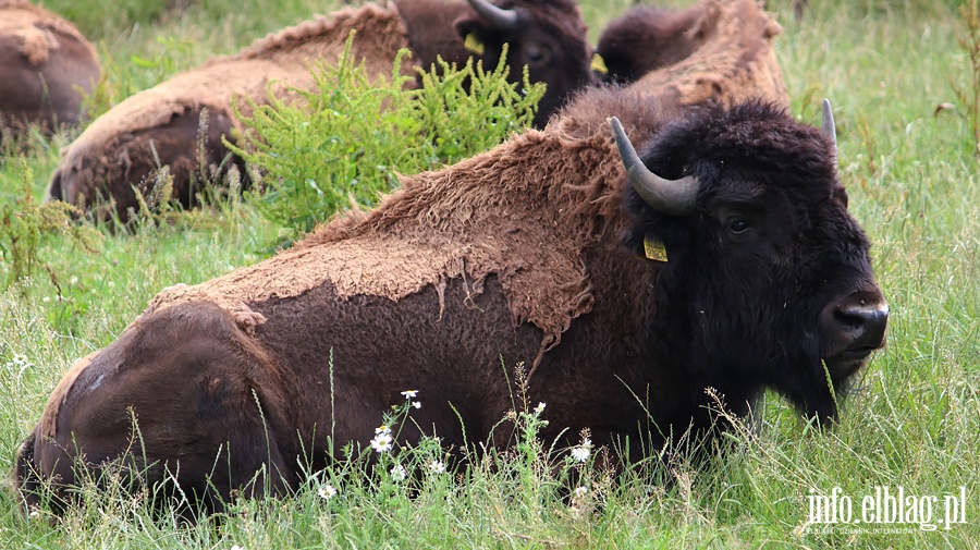 Hodowla bizonw w Kwitajnach Wielkich koo Elblga, fot. 24