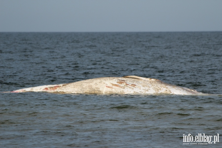 Holowanie wieloryba z play w Stegnie, fot. 4