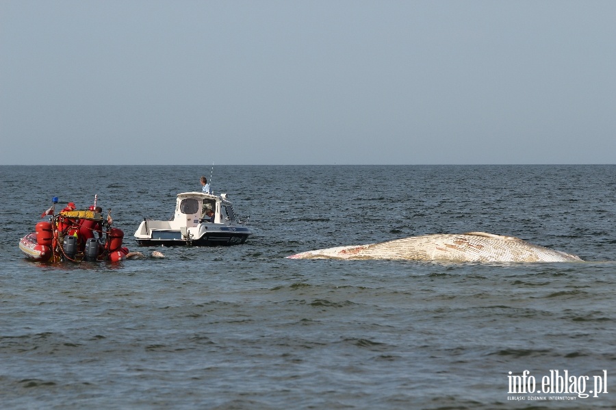 Holowanie wieloryba z play w Stegnie, fot. 5