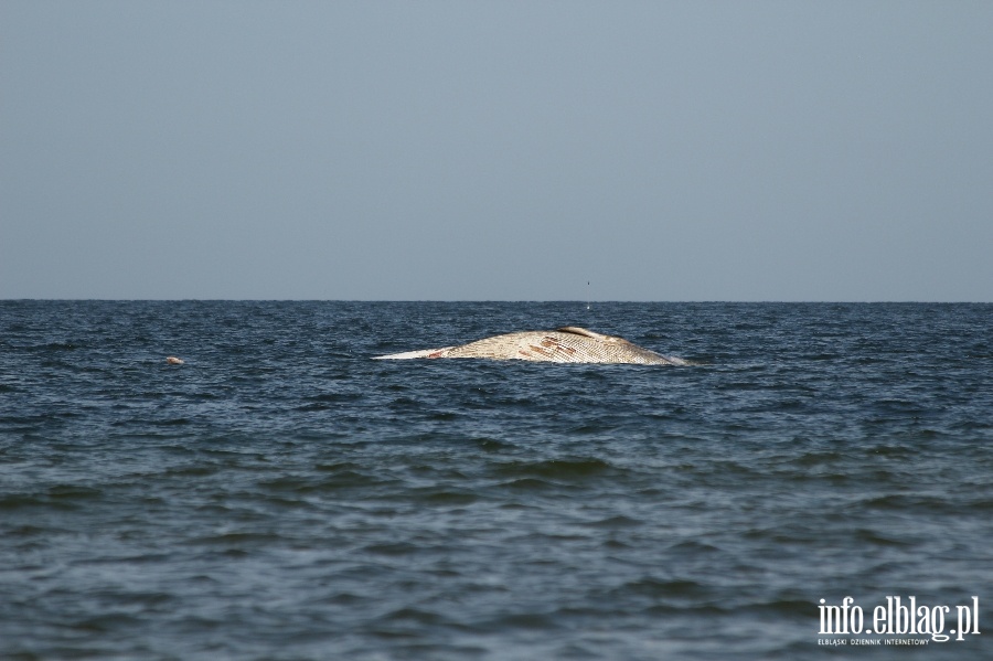 Holowanie wieloryba z play w Stegnie, fot. 11