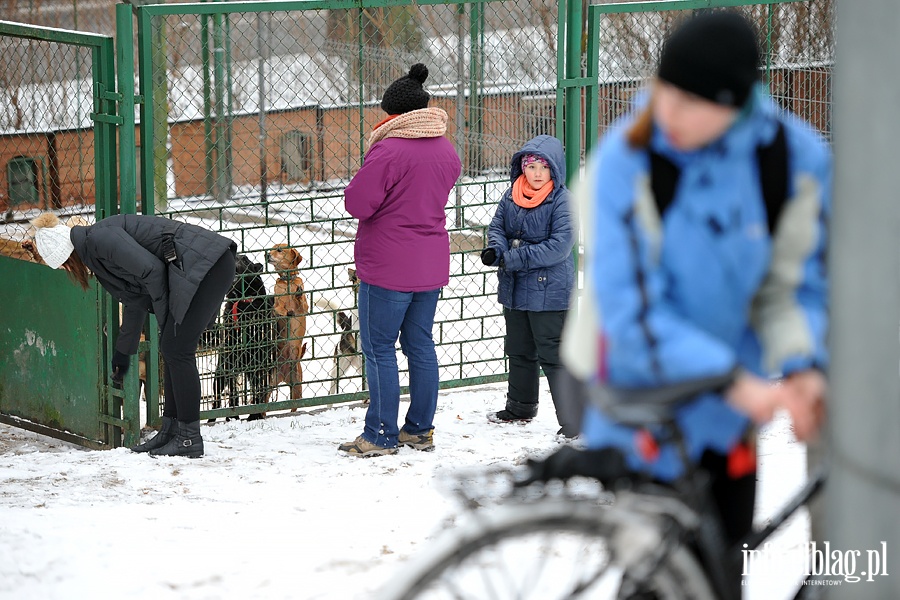Karnawałowy Bieg na sześć łap, fot. 5