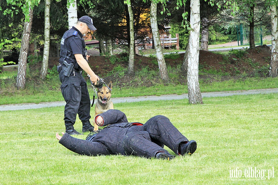 Pokaz psów policyjnych, fot. 28