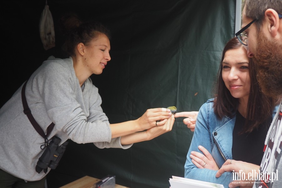 IV Ptasi Piknik w Krynicy Morskiej, fot. 1