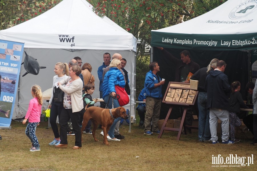 IV Ptasi Piknik w Krynicy Morskiej, fot. 18