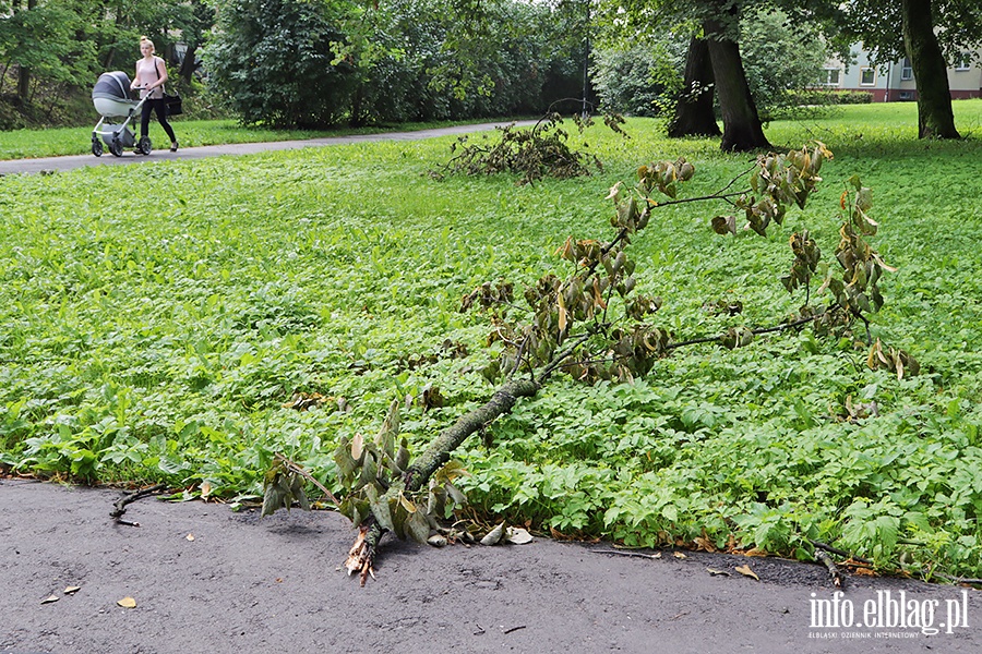 Park Traugutta poamane drzewa., fot. 3