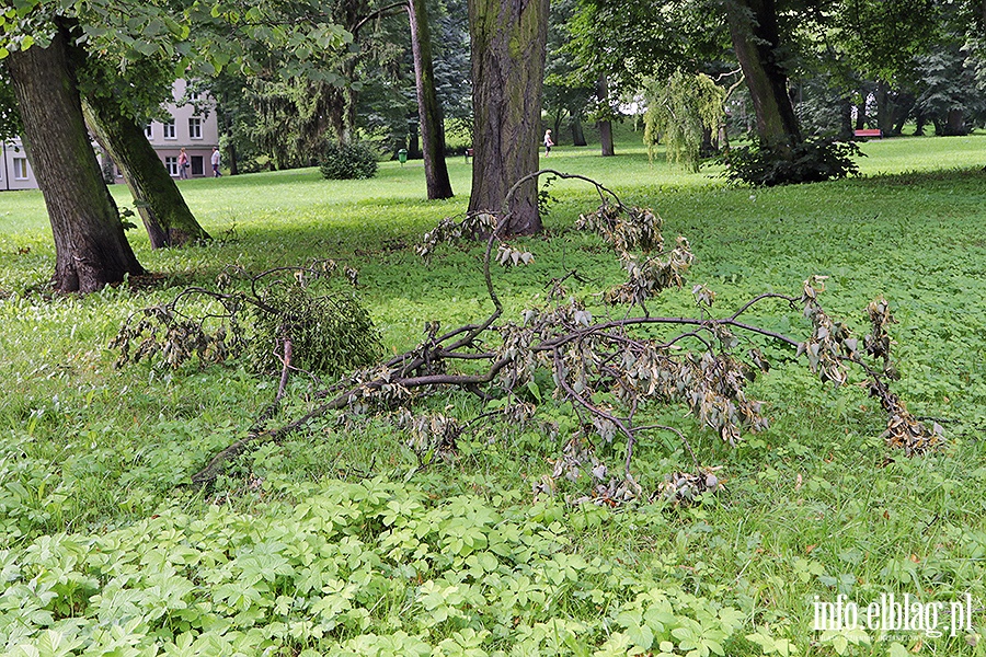 Park Traugutta poamane drzewa., fot. 4