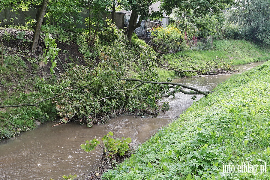 Park Traugutta poamane drzewa., fot. 7