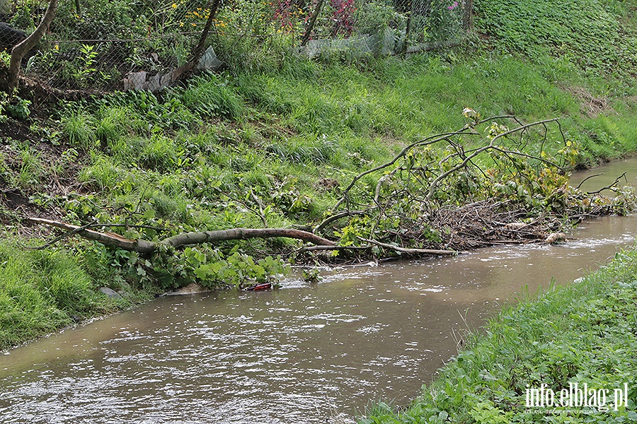 Park Traugutta poamane drzewa., fot. 8